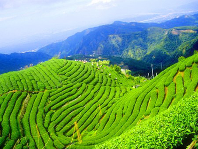 Lễ hội trà xanh Boseong - Lễ hội Hàn Quốc