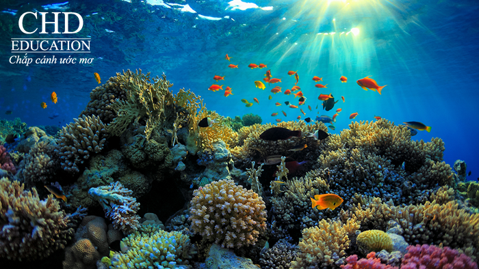 Great Barrier Reef - thành phố Cairns, Úc