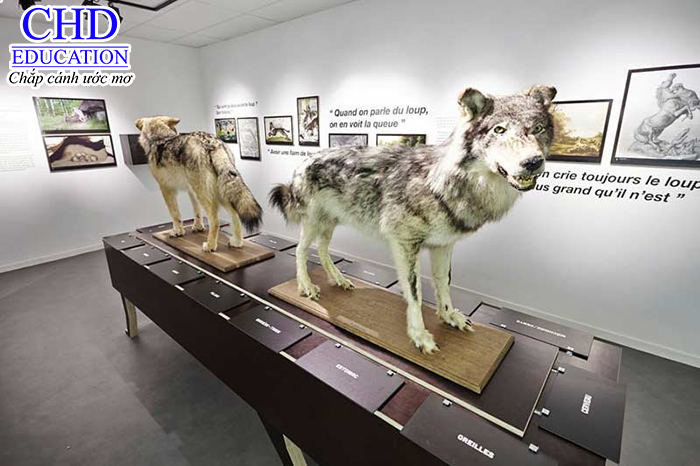 Bảo tàng sói độc nhất ở pháp