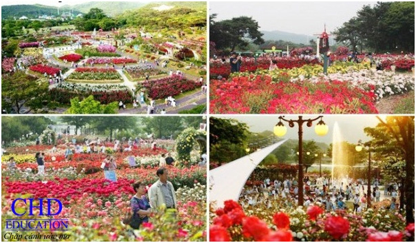 Những lễ hội hoa tuyệt đẹp, thu hút bạn khi du học Hàn Quốc