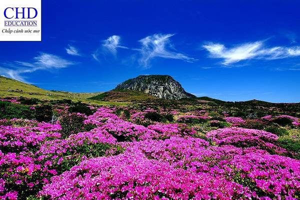 Ngọn núi Hallasan trên đảo Jeju-do ngập tràn sắc hoa