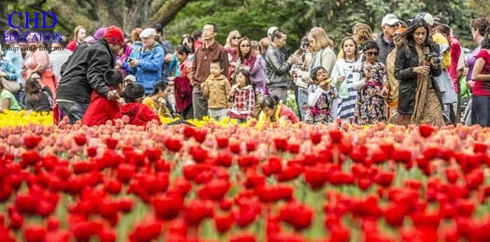 Lễ hội hoa Tulip ở Canada