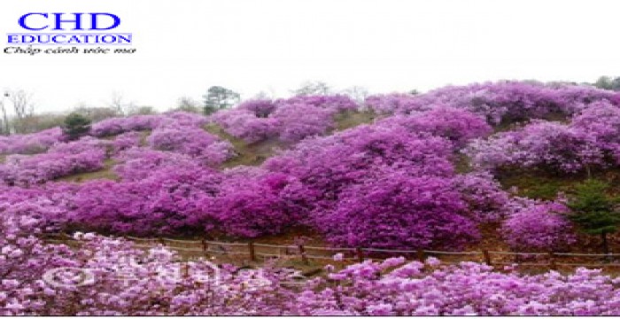 Du học Hàn Quốc - Tháng 4 mùa của những loài hoa