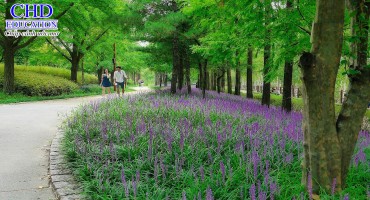 Du học Hàn Quốc khám phá top 5 con đường mòn bên sông Hangang