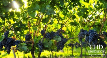 HÁI NHO – VIỆC LÀM THÊM KHÔNG ĐÒI HỎI VỐN TIẾNG ANH CHO NHIỀU DU HỌC SINH TẠI ÚC