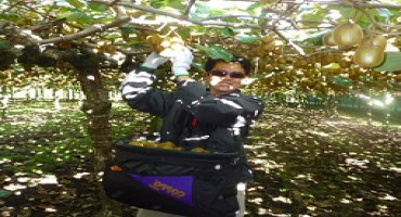 Plan For Working In New Zealand