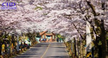 Vẻ đẹp Hàn Quốc trong sắc xuân