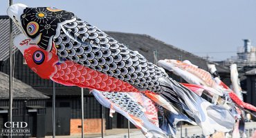 CÁ KOI - VĂN HÓA NHẬT BẢN