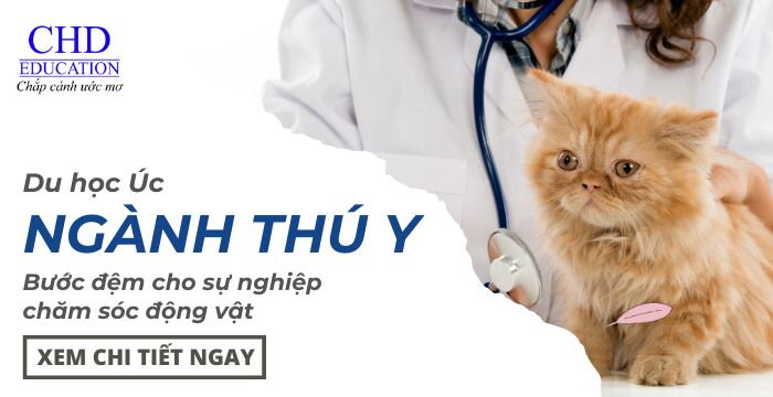 Du học Úc ngành Thú y: Bước đệm cho sự nghiệp chăm sóc động vật