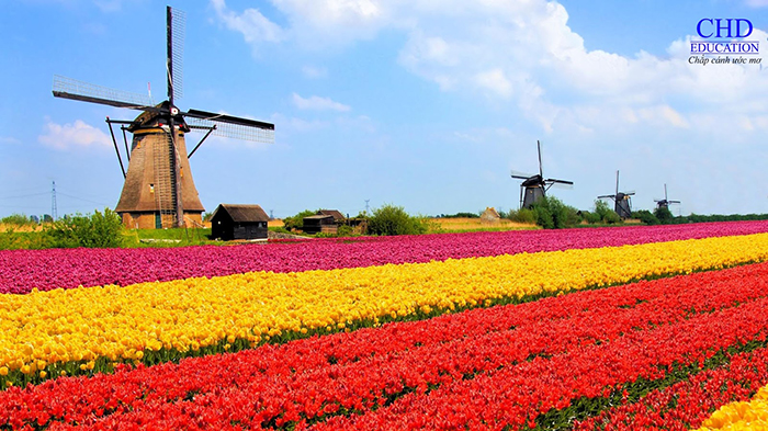 Đất nước Hà Lan xinh đẹp - có nên du học hà lan bằng tiếng anh không