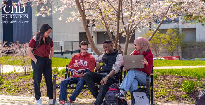 sinh viên tại đại học york