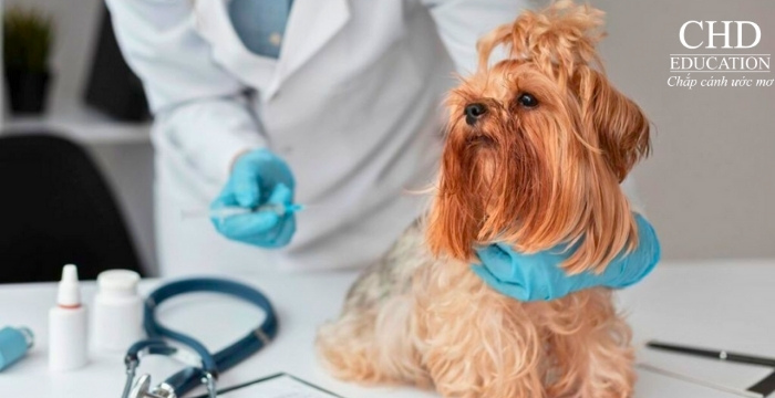 học thú y tại Tây Ban Nha