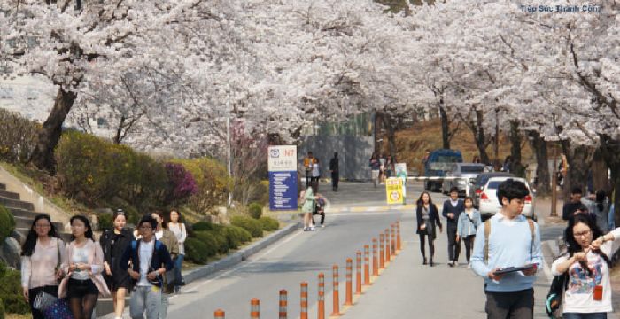 DU HỌC HÀN QUỐC