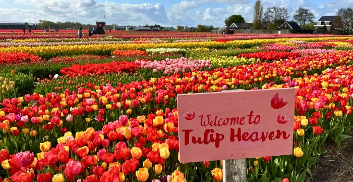 Lễ hội hoa tulip tại Hà Lan